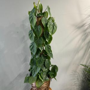 8' Heart-leaf philodendron on a pole