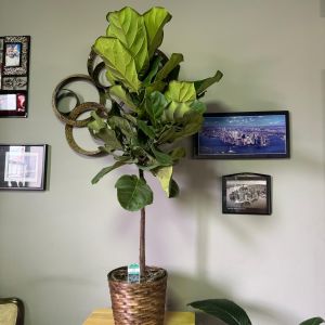 10' Fiddle-leaf Fig Tree